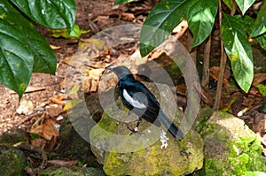 tropical bird black and white photo