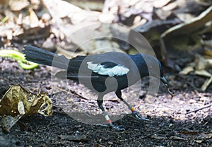 A Seychelles Magpie-Robin, Cousin Island, Seychelles, Indian Ocean, Africa