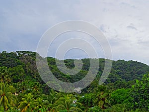 Seychelles, Mahe island, coconut palm, vegetation, shrub