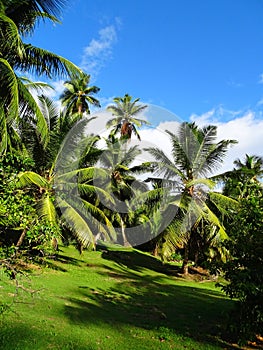 Seychelles, Mahe island, landscape of flowers, vegetation, shrub