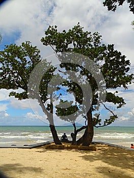 Seychelles, Mahé Island, tree in front of Beau Vallon beach