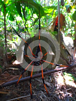 Seychelles palm spider