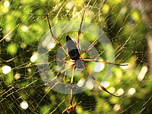 Seychelles palm spider