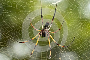 Seychelles palm spider on web