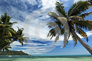 Seychelles. Palm trees and ocean.