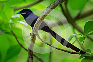 Seychelles paradise flycatcher - Terpsiphone corvina rare bird from Terpsiphone within the family Monarchidae, forest-dwelling photo