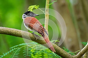 Seychelles paradise flycatcher - Terpsiphone corvina rare bird from Terpsiphone within the family Monarchidae, forest-dwelling
