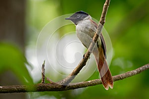 Seychelles paradise flycatcher - Terpsiphone corvina rare bird from Terpsiphone within the family Monarchidae, forest-dwelling