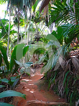 Seychelles, Praslin island, sea coconut in the VallÃÂ©e de Mai