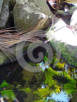 Seychelles, Praslin island, sea coconut in the VallÃÂ©e de Mai