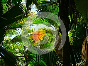 Seychelles, Praslin island, sea coconut in the VallÃÂ©e de Mai