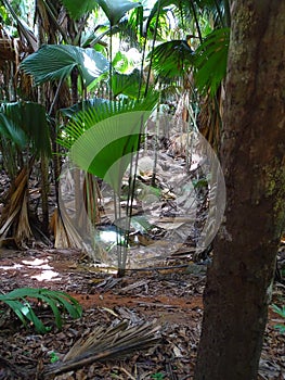 Seychelles, Praslin island, sea coconut in the VallÃÂ©e de Mai