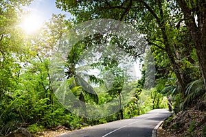 Seychelles. The road to palm jungle.