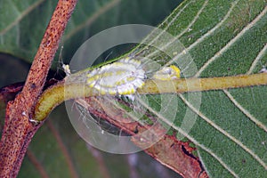 Seychelles scale, Icerya seychellarum (Hemiptera: Monophlebidae) is the dangerous pest.