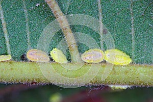 Seychelles scale, Icerya seychellarum (Hemiptera: Monophlebidae) is the dangerous pest.