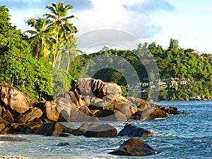 Seychelles seaside with palm trees