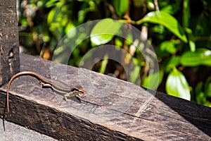 Seychelles skink lizard Mabuya seychellensis, Trachylepis seychellensis.