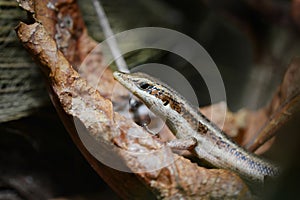 The Seychelles skink Trachylepis seychellensis