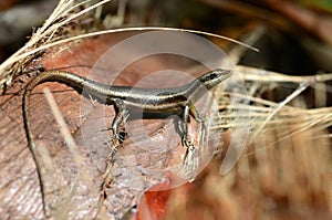 The Seychelles skink Trachylepis seychellensis