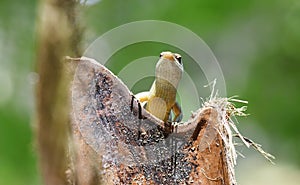 The Seychelles skink Trachylepis seychellensis