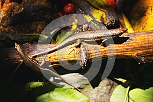 Seychelles skinks