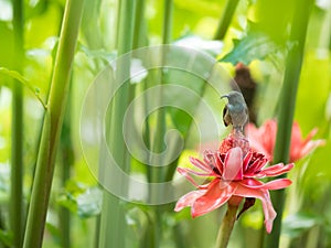 A Seychelles Sunbird Cinnyris dussumieri perching on a Red Tor