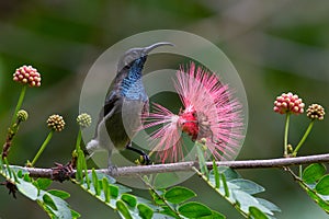 Seychelles sunbird with flower.