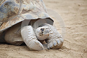 Seychelles turtle