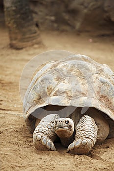 Seychelles turtle