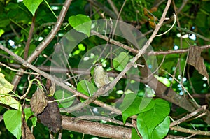 Tropical warbler bird on a tree photo