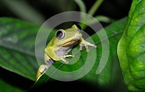 Seychelles Tree Frog Tachycnemis seychellensis on a leaf