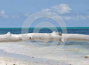 Seychelles wood and sea