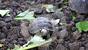 Seymore Island, Galapagos, Ecuador - 2019-06-20 - Baby tortoise eats lettuce at conservation center