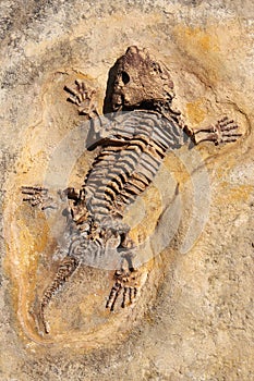 Seymouria baylorensis - cast of fossil Early Permian period