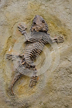 Seymouria Fossile