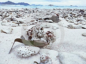 Seyshells beach.,..meny shell's on the beach