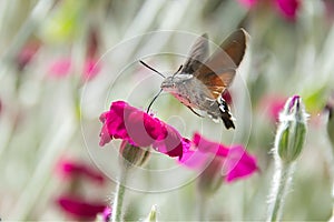 Sfinge Colibri on pink flower photo