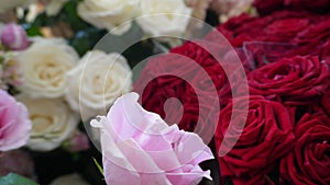 sfondo astratto colorato di rose rosse, bianche e rosa, mille rose