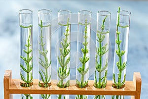 SGMO Concept: samplings of genetically modified plants growing inside test tubes.