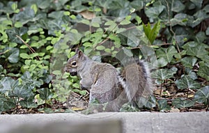 Sguirrel with nut in the mouth