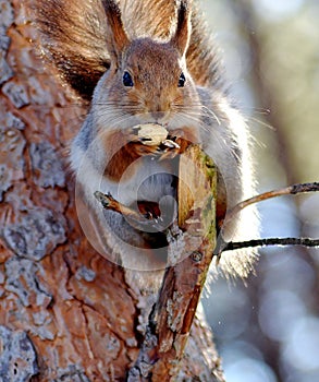Sguirrel on the tree.