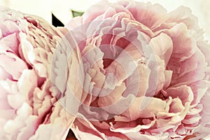 Shabby Chic Pink Peonies Flowers Background - Old Grunge Vintage Photo