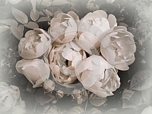 Shabby chic roses elegance photo