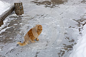 Shabby homeless red cat with fluffy hair standing on road and looking behind in country village in winter. Animal