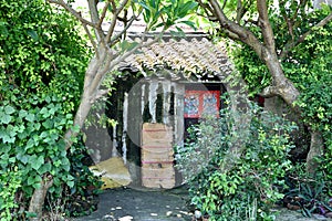 Shabby house covered by tree