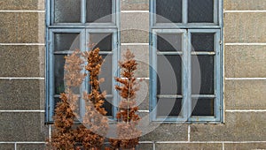 Shabby light blue wooden glass windows on bricks textured wall and trees with orange leaves in front windows