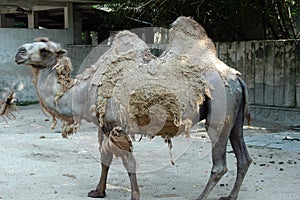 Shabby looking camel in south china