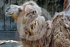 Shabby looking camel in south china