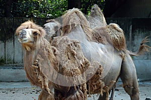 Shabby looking camels in south china