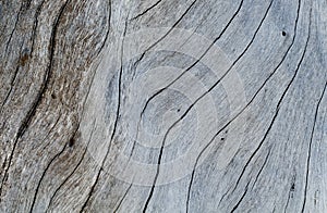 Shabby wooden texture close-up photo. Cold grey wood background.